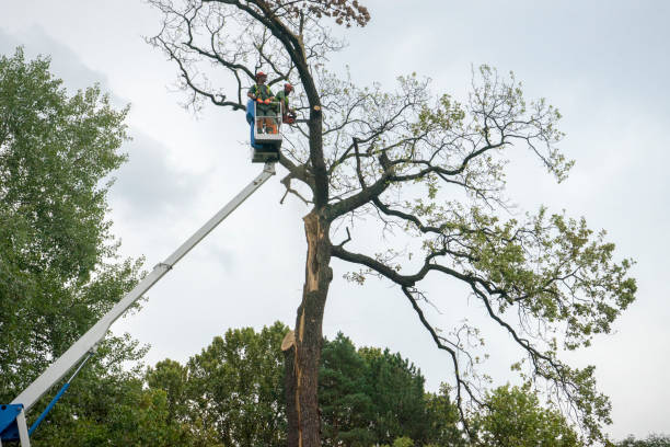 Best Tree Risk Assessment  in Mogul, NV